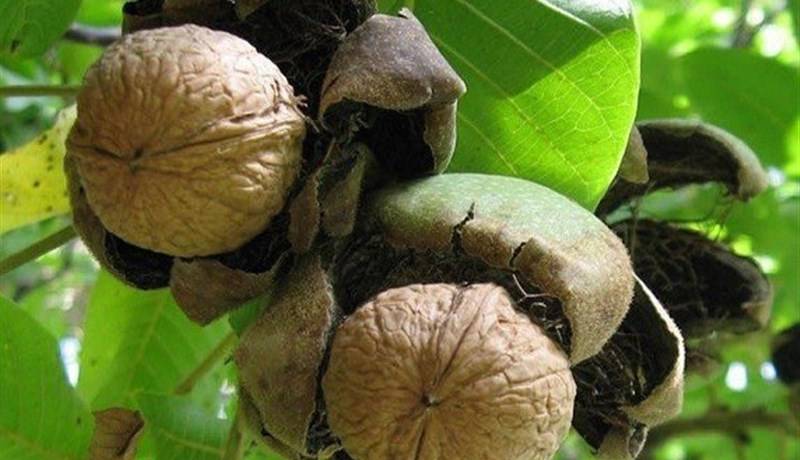 تولید ۱۲.۵ هزار تن گردو در باغات استان چهارمحال و بختیاری