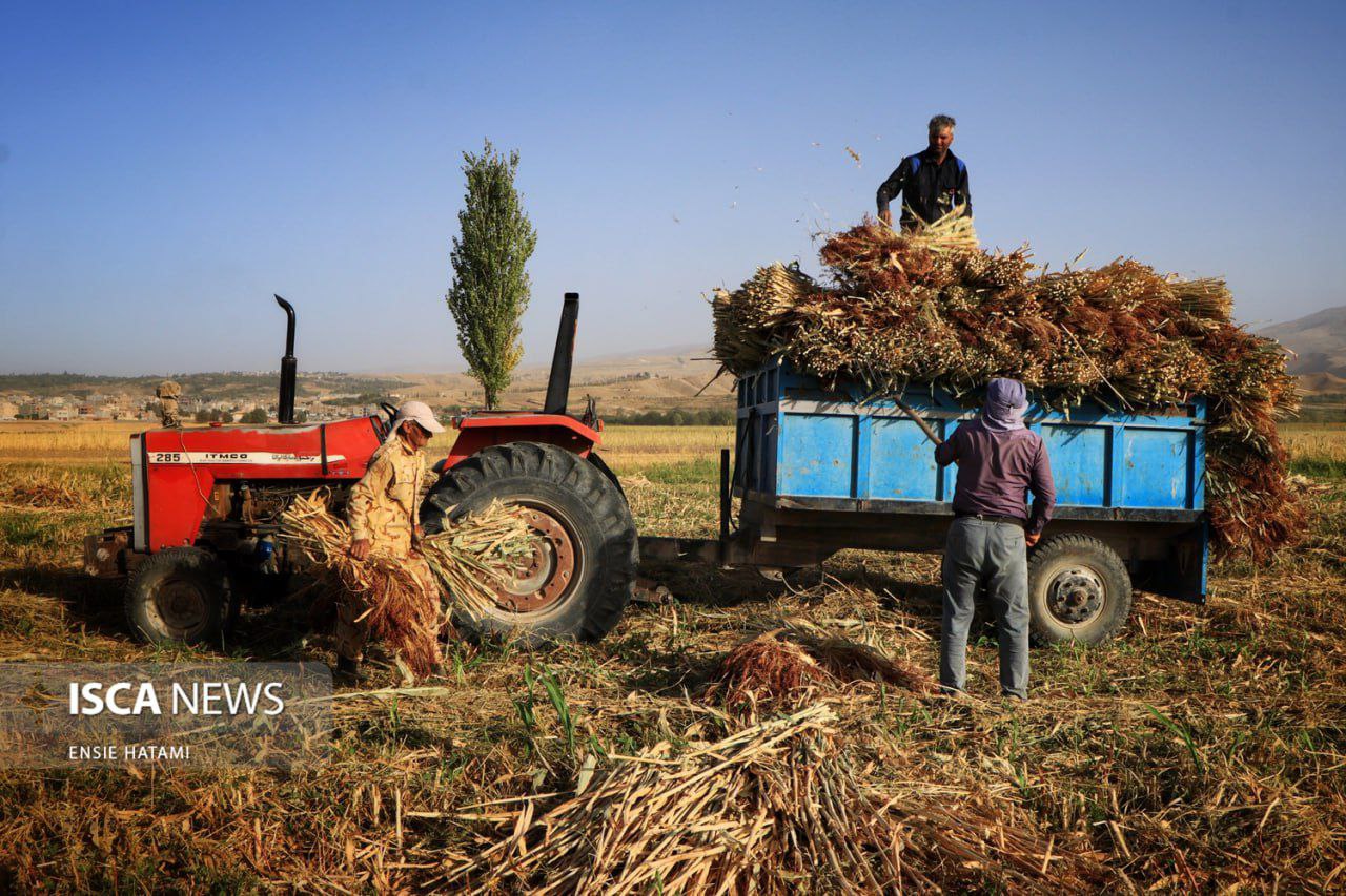 هنر بومی «جاروبافی» در روستای ملاحسن خراسان شمالی