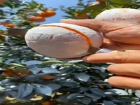 آب پرتقال‌های ژله‌ای اِهیمه