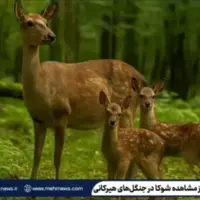  ثبت لحظه‌های بی‌نظیری از شوکاها در دل جنگل‌های هیرکانی لنگرود 