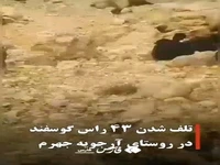 آب آلوده در جهرم ۴۳ رأس گوسفند را تلف کرد