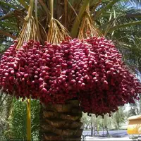 برداشت خرما از نخلستان‌های بم