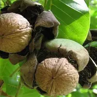 تولید ۱۲.۵ هزار تن گردو در باغات استان چهارمحال و بختیاری