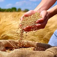 آخرین وضعیت ذخایر کالاهای اساسی؛ گندم روسی در راه ایران