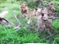 حمله هولناک شیرها به پلنگ بیچاره