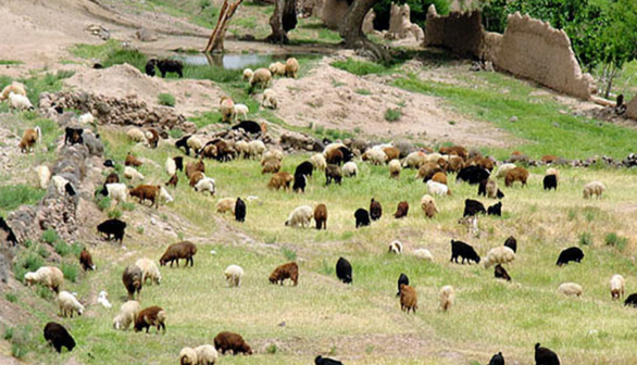 خشکسالی، کوچ عشایر از ییلاقهای مازندران را تسریع کرد