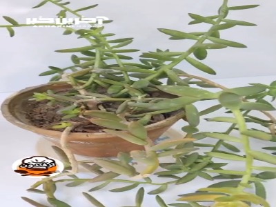 وقتی خونه نیستی با این ترفند گیاه هاتو آب بده!