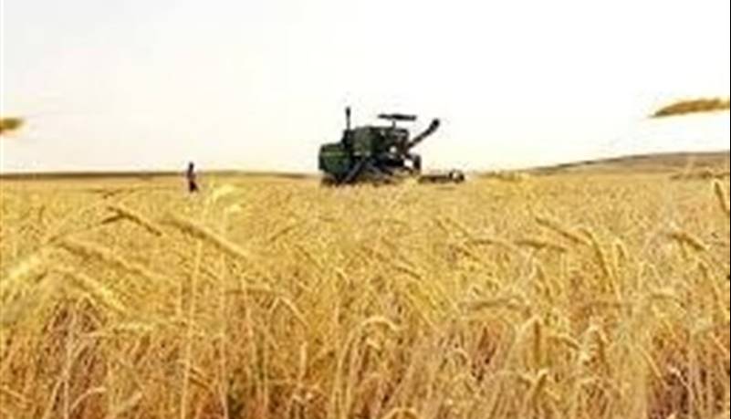 ۹۵ درصد طلب گندمکاران پرداخت شد