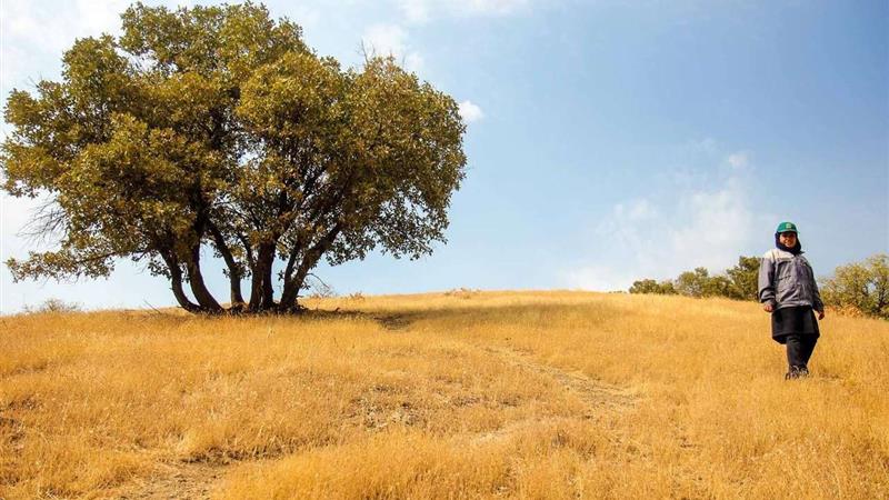 رگهای زمین و قلب یک زن؛ روایت زندگی جنگلبان دلیر سمنانی