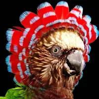 15 طوطی زیبای جهان که احتمالا تاکنون ندیده اید!