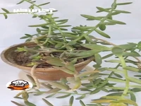 وقتی خونه نیستی با این ترفند گیاه هاتو آب بده!