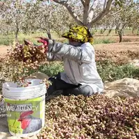 برداشت پسته خراسان شمالی امسال به ۳۰ هزار تن می‌رسد