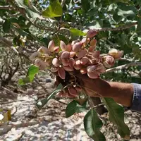  برداشت پسته در دامغان