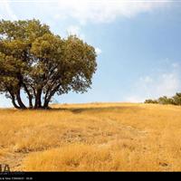 رگ‌های زمین و قلب یک زن؛ روایت زندگی جنگلبان دلیر سمنانی