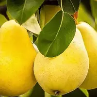 آغاز برداشت ۵۷۰۰ تن گلابی از باغات آذربایجان‌غربی
