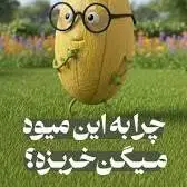 چرا به این میوه میگن خربزه؟ 