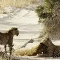 نبرد مرگبار پلنگ‌ها برای دفاع از قلمرو و توله‌ها