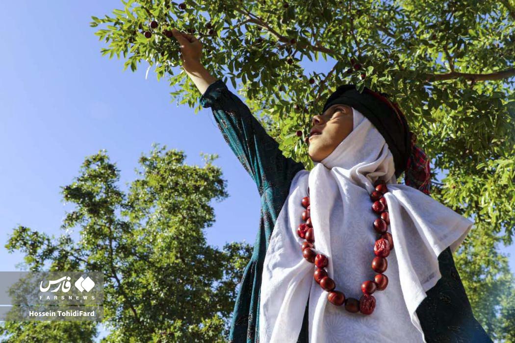  برداشت عناب در دل کویری خراسان جنوبی  