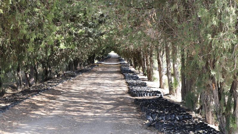 یک میلیون و ۲۹۰ هزار اصله نهال در نهالستان زنجان تولید شد