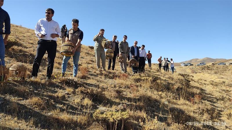 ۸۵ قطعه کبک وحشی در سقز به طبیعت بازگشتند
