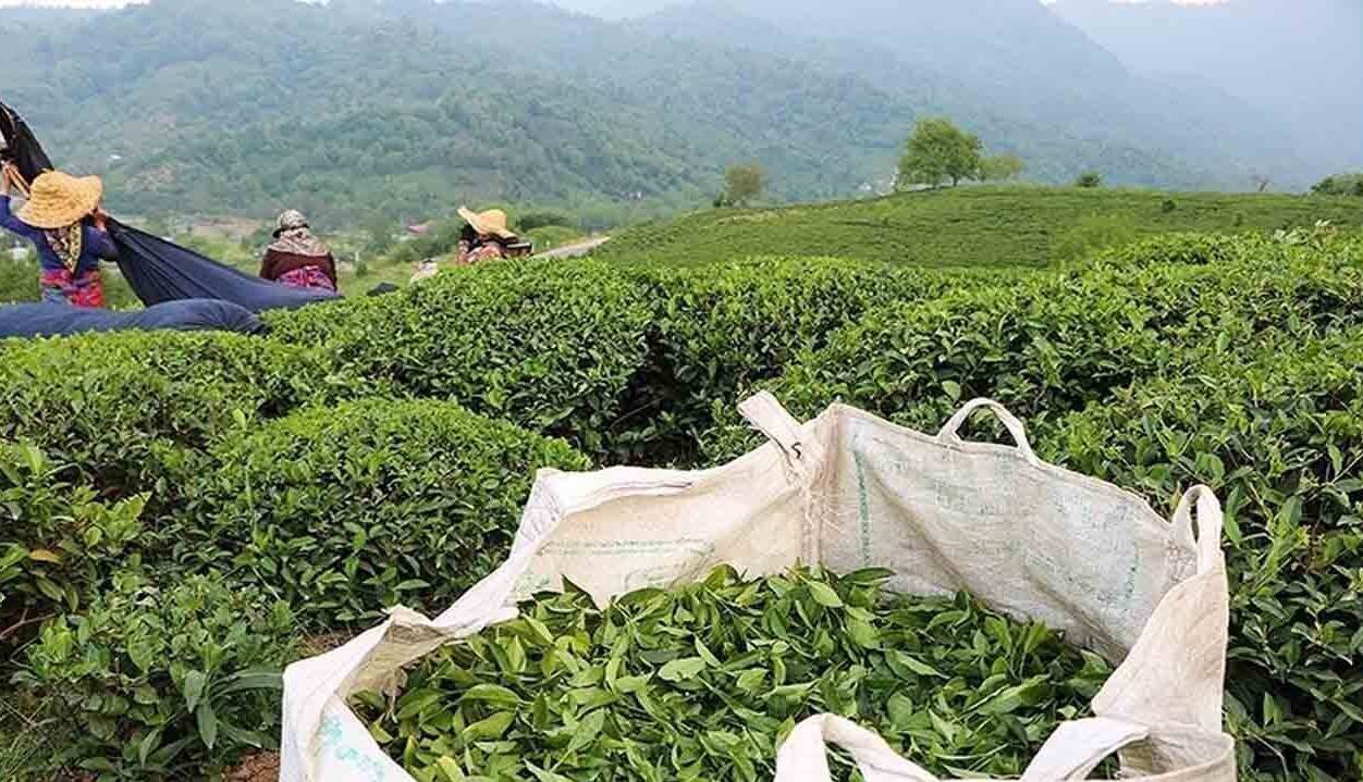 خرید تضمینی برگ سبز چای از ۸۷ هزارتن فراتر رفت