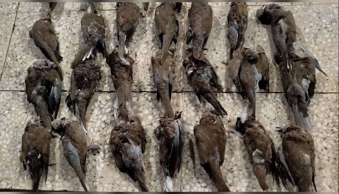 دستگیری شکارچی غیرمجاز با کشف ۲۲ قطعه پرنده شکار شده در کازرون