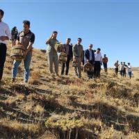 ۸۵ قطعه کبک وحشی در سقز به طبیعت بازگشتند