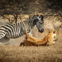  فرار معجزه‌آسای گورخر از چنگال شیر ماده