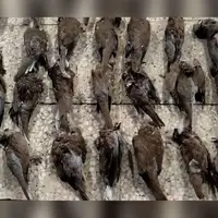 دستگیری شکارچی غیرمجاز با کشف ۲۲ قطعه پرنده شکار شده در کازرون