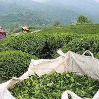 خرید تضمینی برگ سبز چای از ۸۷ هزارتن فراتر رفت