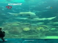 درگیری ترسناک دو کوسه در آکواریوم