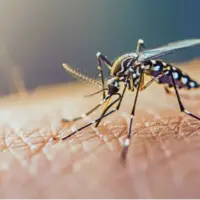 خطر شیوع تب دنگی به خاطر یک پشه!