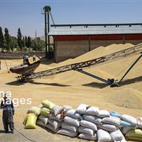 پرداخت کامل مطالبات گندمکاران کردستان تا پایان شهریور؛ شایعه برداشت هزینه‌ها صحت ندارد