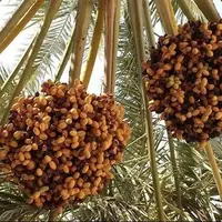 تولید ۲۰۰ هزار تُن محصول از نخلستان‌های بوشهر
