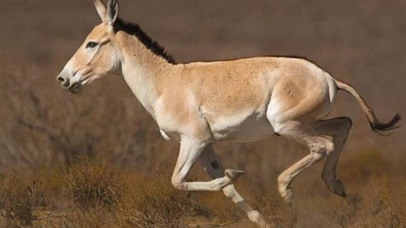 اتحاد استان‌های فارس، کرمان و یزد برای نجات گورخر آسیایی