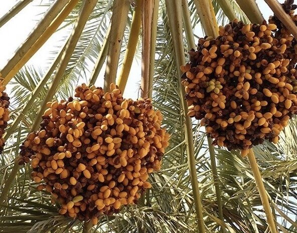 تولید ۲۰۰ هزار تُن محصول از نخلستانهای بوشهر