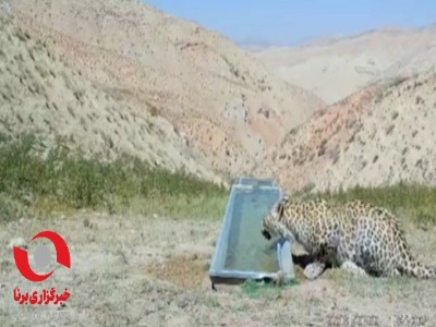 فیلم دیدنی از حضور پلنگ در ارتفاعات فیروزکوه