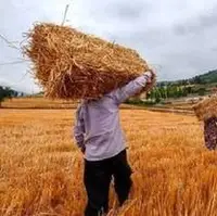 یک اتفاق عجیب درباره قیمت گندم