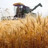 ۹۵درصد مطالبات گندمکاران پرداخت شد