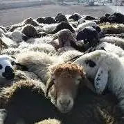 دستگیری سارقان احشام در کلات