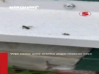 حمله برق‌آسای عنکبوت به یک مگس