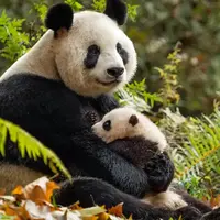 بازی دیدنی یک بچه پاندا با مادرش