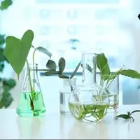 ترسیم نقشه راه راه‌اندازی اولین هاب ملی گیاهان دارویی