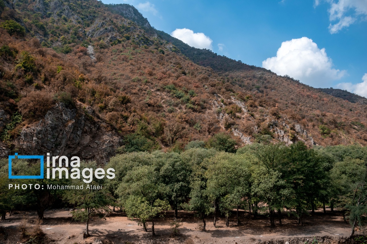 عکس/ خشکسالی در جنگل‌های هیرکانی گلستان