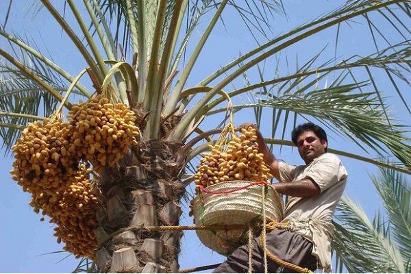 «جشن خرما» نشاط اجتماعی را به شهرستان بم می‌آورد