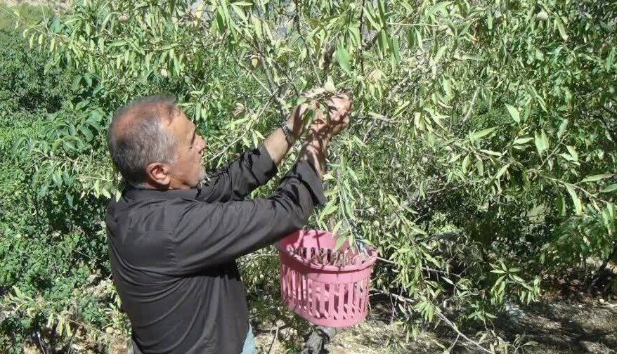 برداشت ۱۰۳۳ تن بادام از باغ‌های آذربایجان غربی آغاز شد