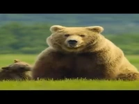 درگیری بین خرس ها در طبیعت