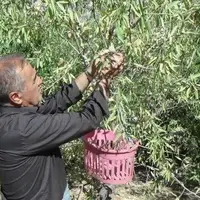 برداشت ۱۰۳۳ تن بادام از باغ‌های آذربایجان غربی آغاز شد