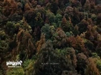 شهریورِ جنگل، یعنی آواز برگ‌ها زیر پای باد