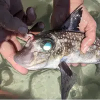 این ماهی روی پیشانی خود دندان دارد و استفاده عجیبی از آن می‌کند